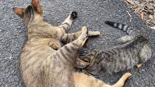 ミルクを飲みたい子猫のふみふみ【キジトラ猫・野良猫】