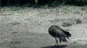 Hamerkop.wmv