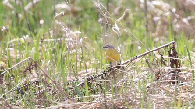 Желтая трясогузка (Western yellow wagtail)