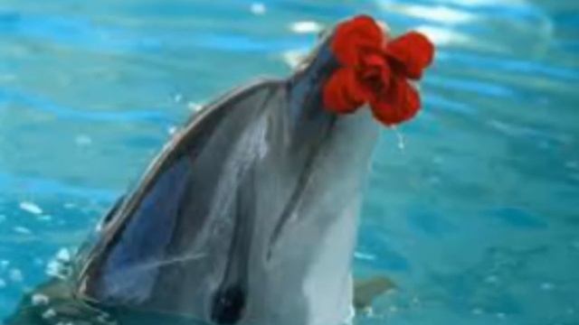 Дельфины смотреть онлайн