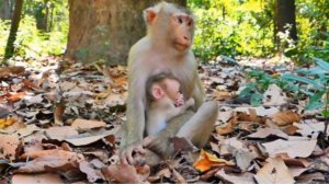 Baby monkey смотрит на мир широко открытыми глазами