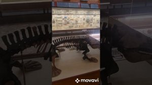 Выходные с ребенком. Палеонтологический музей.