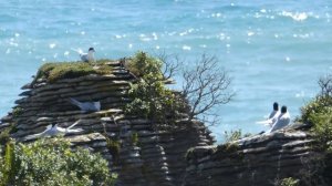 White-fronted Tern Colony, Punakaiki | Moments #43 | Nature Travel Guide