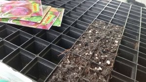 Сеем лук чернушку(Экзибишен, Ялтинский).Сроки,куда и как