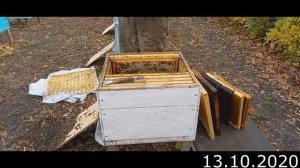 Сборка гнезда пчёл в зиму.