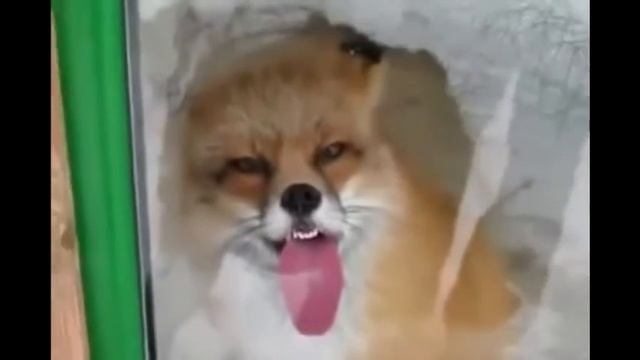 Смешная упоротая лиса | Funny strange fox смотреть онлайн