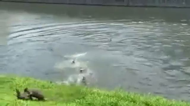 В Сингапуре выдры устроили драку "стенка на стенку" смотреть онлайн