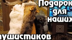 Подарок для наших пушистиков.