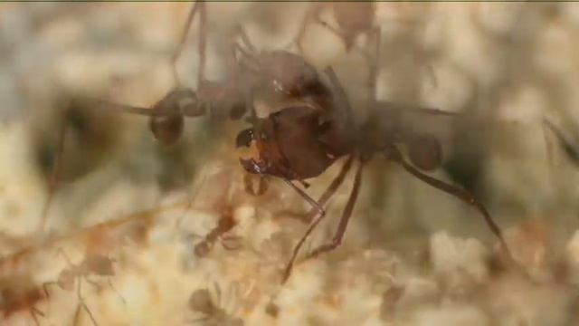 Leafcutting Ants: Cleaning and Battle смотреть онлайн