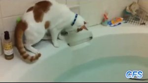 Пьяные Коты !Подборка Видео 2015 !