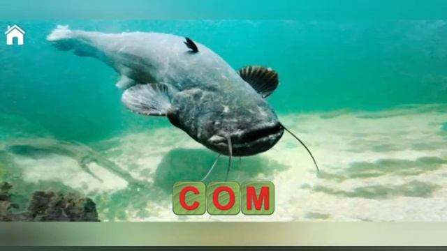 учись читать спасай зверей 1 серия смотреть онлайн