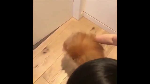 жидкая собака смотреть онлайн