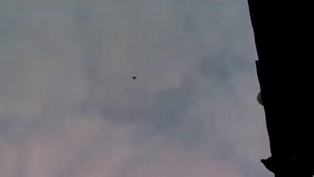 голуби
