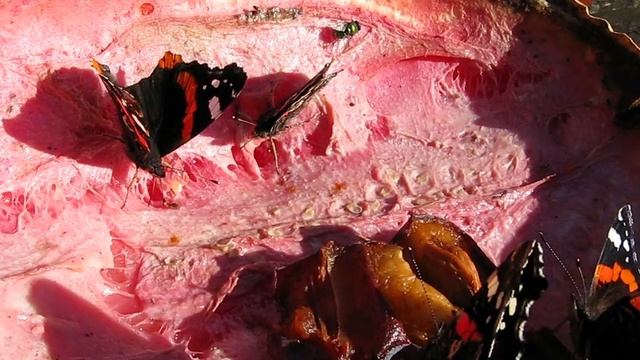 SOMMERFUGLE OG FLUER DRIKKER ALKOHOL. смотреть онлайн