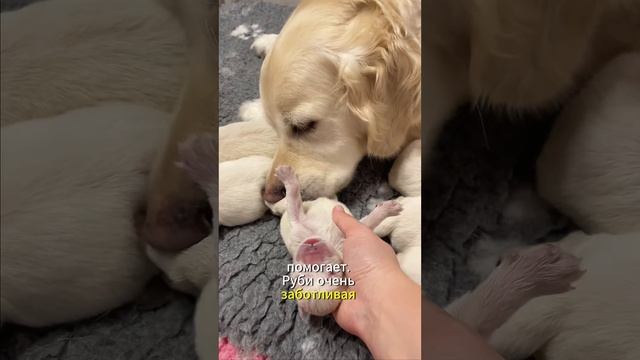 Веду дневник щенков: День 3 смотреть онлайн