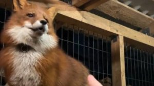 Лиса-Алиса. Игры с лисом Игнис