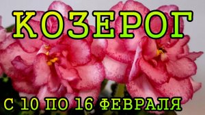 КОЗЕРОГ таро прогноз на неделю с 10 по 16 ФЕВРАЛЯ 2025 года.