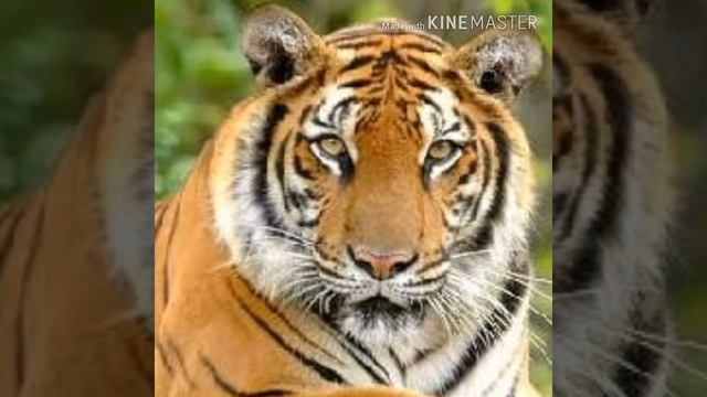 Bengal Tiger Roar 🐯 🔊 смотреть онлайн