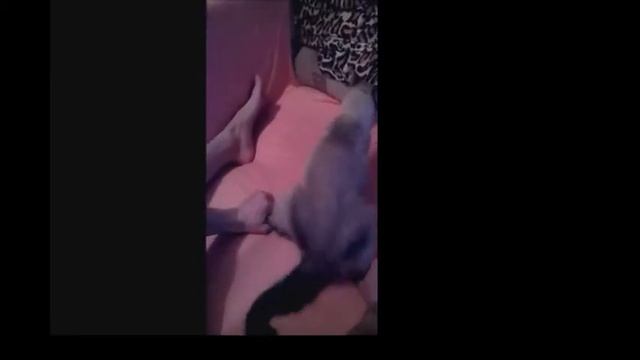 Кошачьи сертаки смотреть онлайн