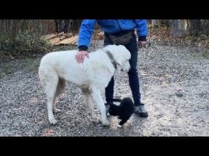 Польская Подгалянская овчарка/КУРС ПОСЛУШАНИЯ/ДРЕССИРОВКА С КОТАМИ/ ЛОРД 10 месяцев