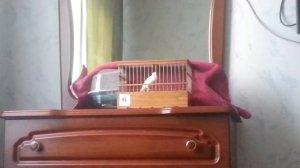 кенар Агеева Цветухина