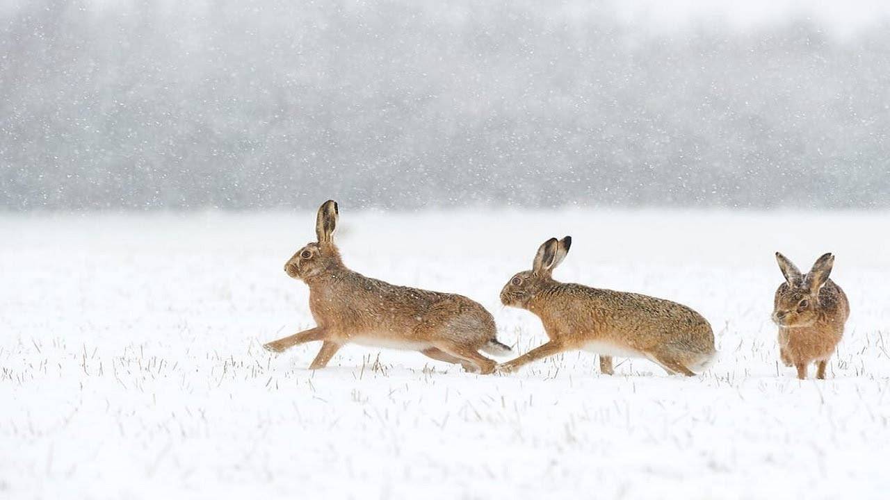 Охота на зайца в Ленинградской области сезон 2024-2025. 08.02.2025г. смотреть онлайн