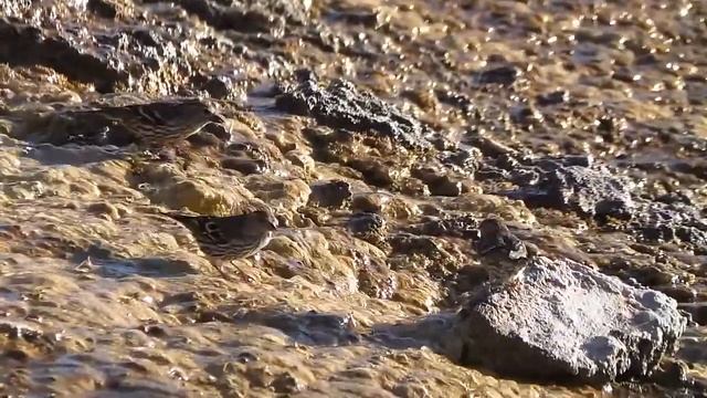 Spinus pinus - Pine siskin (females) смотреть онлайн