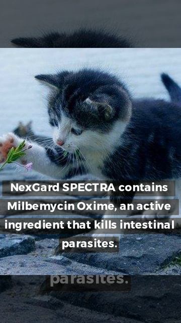 NexGard SPECTRA Chewable Anti-Flea Treatment: Expert Review Now Available смотреть онлайн