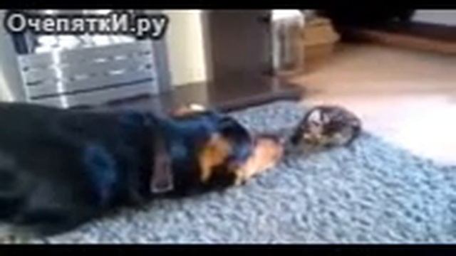 Собака дразнит котёнка смотреть онлайн