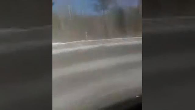 В лесу гол барсук смотреть онлайн