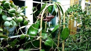 Hoya macgillivrayi Tour.wmv