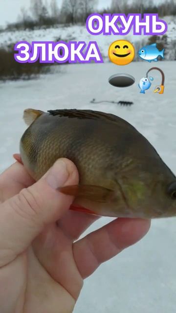 РЫБАЛКА на МОРМЫШКУ 🐟🎣🐟🌊🐟🎣🐟🌊📽️🏞️🌲🌲 смотреть онлайн