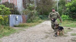 Дрессировка Немецкой овчарки 6 месяцев «Барин»