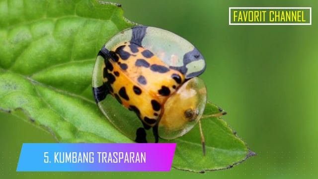 SUNGGUH MENAKJUBKAN CIPTAAN ALLAH INI! 10 Hewan Bertubuh Transparan, Mungkinkah Ada di Indonesia?.. смотреть онлайн