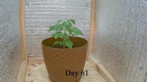 Таймлапс роста Томата ч.2