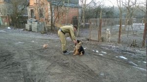 Дрессировка Немецкой овчарки! ЖЕЛЕЗНАЯ ВЫДЕРЖКА С КОТАМИ!!!