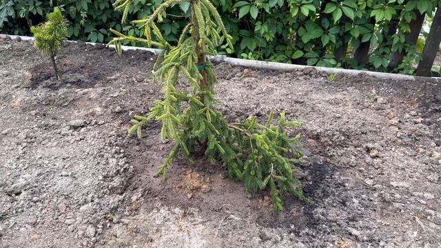 Хвойные новинки в саду. Стрижка можжевельника в форме «Лилия» смотреть онлайн