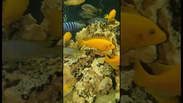 Золотой леопард смотреть онлайн