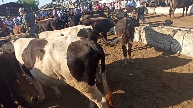 Араван мал базар 8/07/21 смотреть онлайн