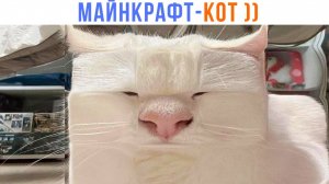 МАЙНКРАФТ-КОТ ))) | Приколы с котами | Мемозг 1557