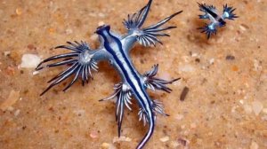 Glaucus atlanticus boss theme