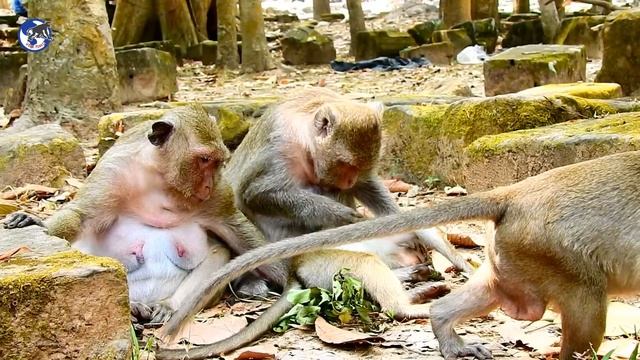 Popeye Want Nurse Baby Sweetie - Spoil Sweetpea Cried Loudly Jealous Baby Monkey.