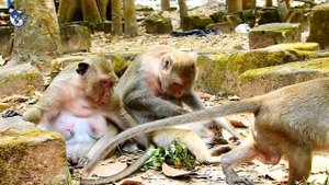 Popeye want nurse baby Sweetie - Spoil Sweetpea cried loudly jealous baby monkey.