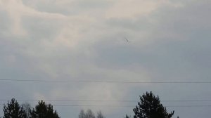 №5027 25 04 2024 Полет полевого луня