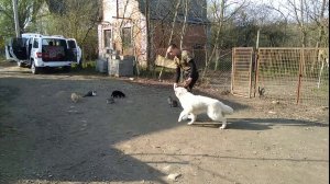 Дрессировка Белая Швейцарская овчарка