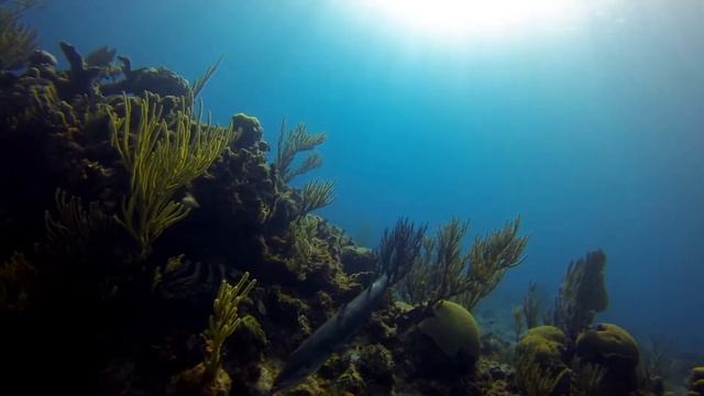 More from Cayman Brac смотреть онлайн