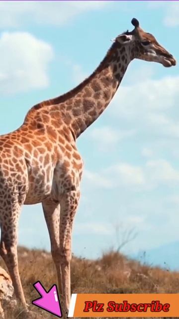 Video No.24 / Adeel Collection #Shorts смотреть онлайн