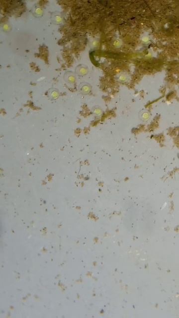 Zebra danio eggs смотреть онлайн