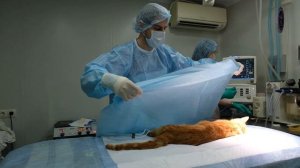 РЫЖИЙ КОТ | ОПЕРАЦИЯ