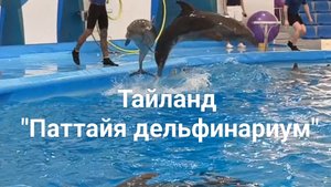 Паттайя дельфинариум